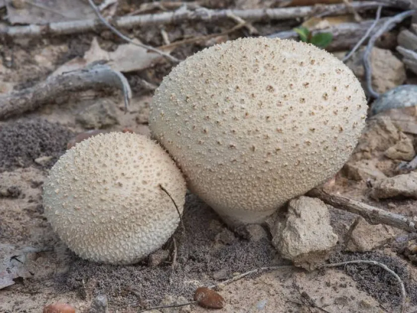 Bovistella radicata