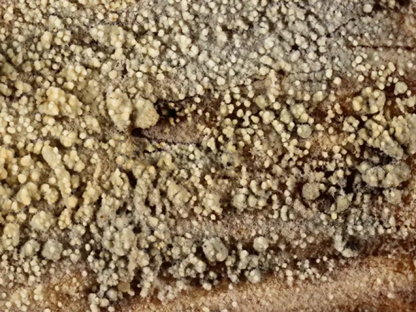Brevicellicium olivascens