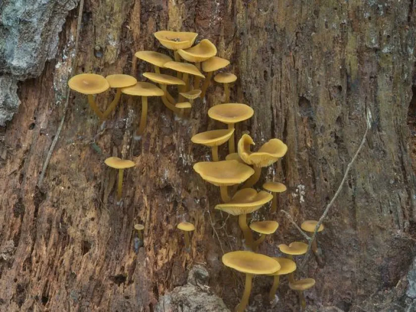 Callistosporium luteoolivaceum