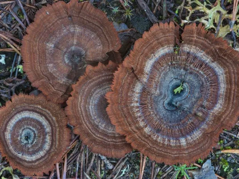 Coltricia perennis