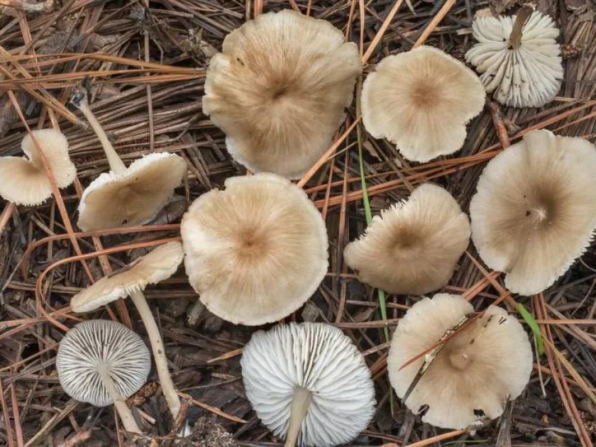 Clitocybula lacerata