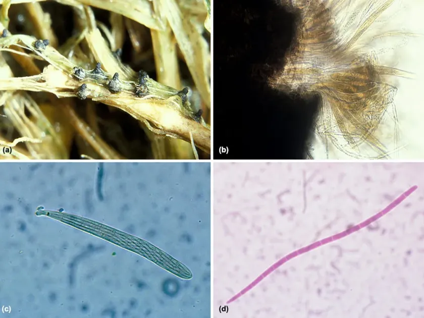 Ophiosphaerella patch