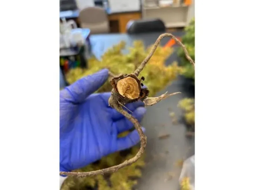 Cypress phytophthora