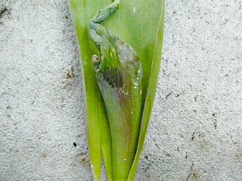 Tulip smut