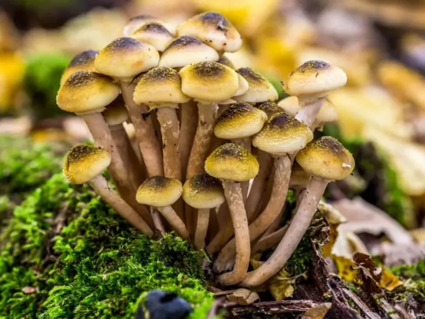 Northern honey fungus