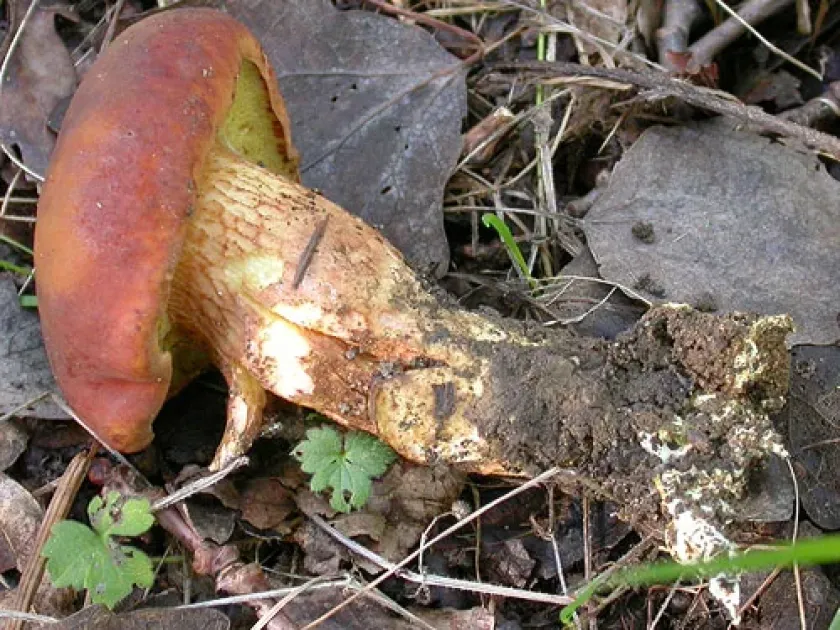 Xerocomus silwoodensis