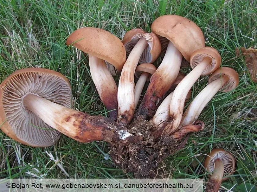 Gymnopus fusipes