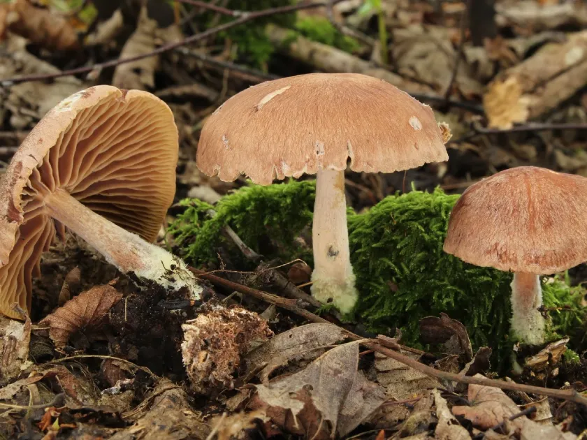 Wood woolly-foot
