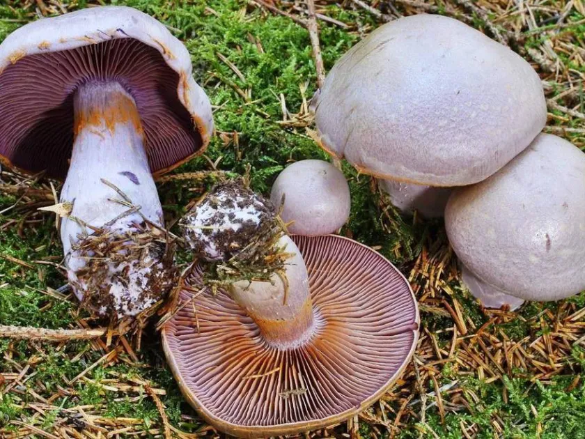 Паутинник камфорный