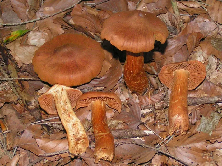Паутинник красивейший