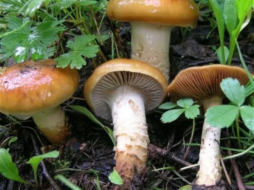 Павутинник слизовий