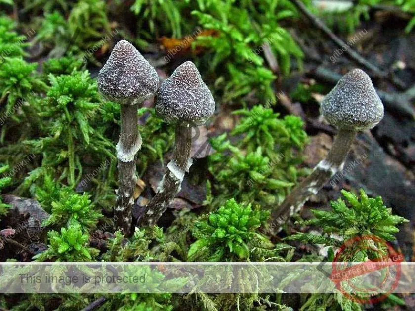 Cortinarius paleaceus