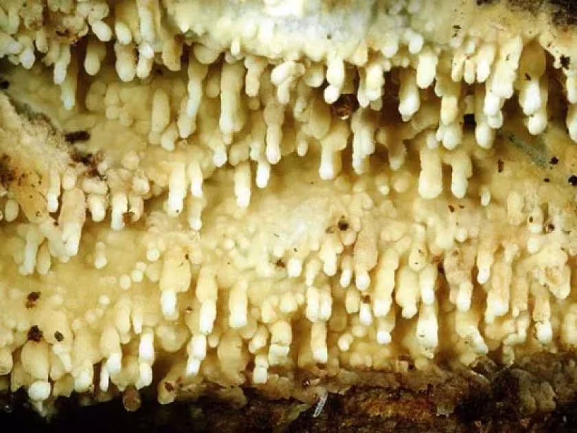 Cristinia gallica