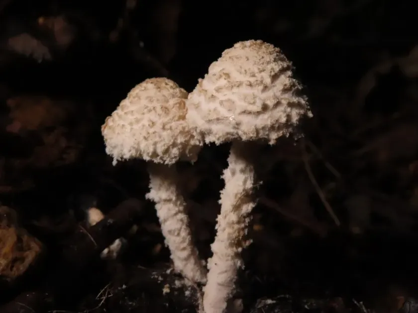 Cystolepiota sistrata