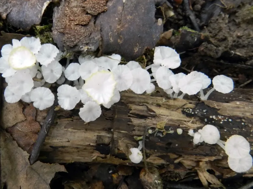 Delicatula integrella