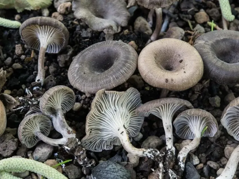 Carbon fungus