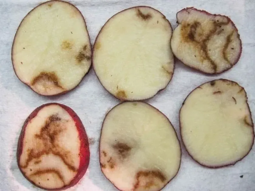 Beet mosaic virus