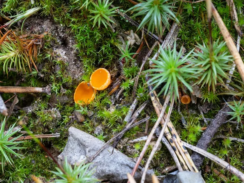 Neottiella hetieri