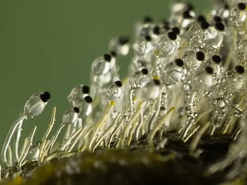 Pilobolus crystallinus