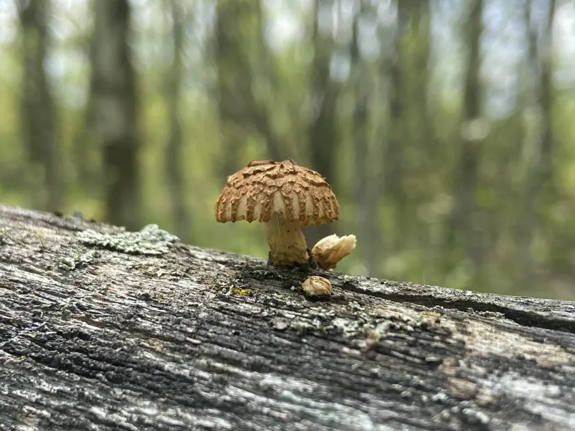 Гелиоцибе бороздчатая