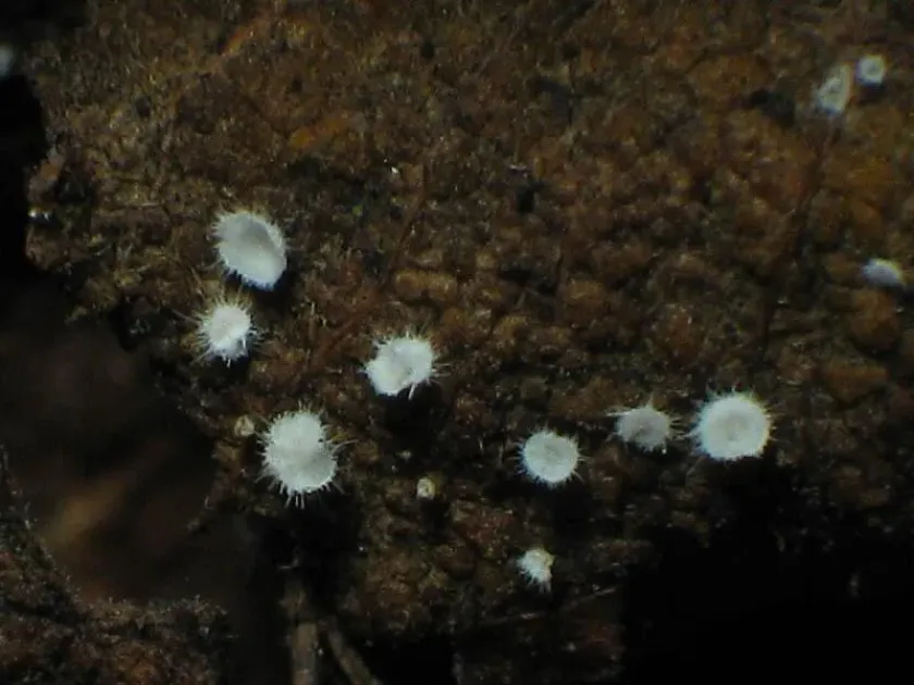 Seticyphella niveola