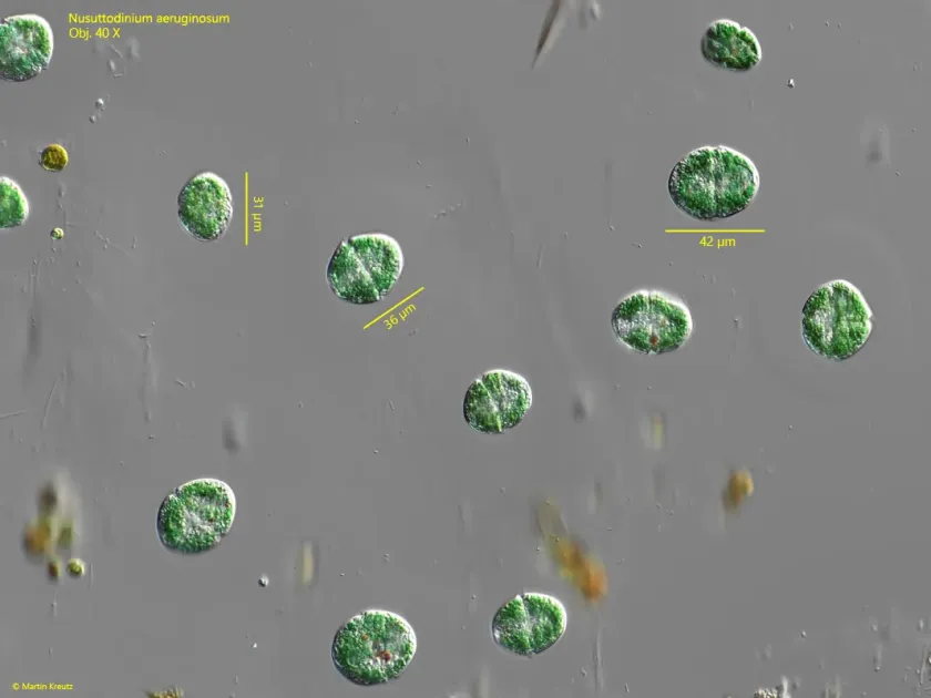 Gymnodinium aeruginosum