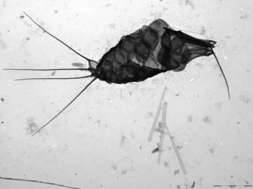 Синурові водорості