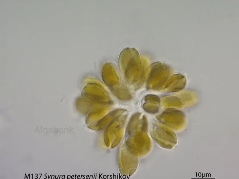 Synura petersenii