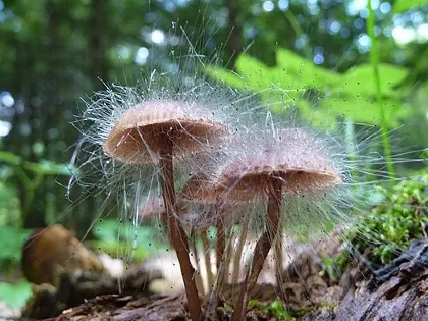 Spinellus fusiger