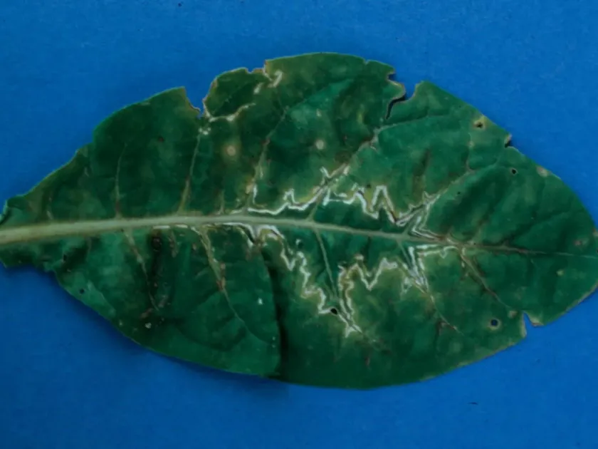 Secoviridae