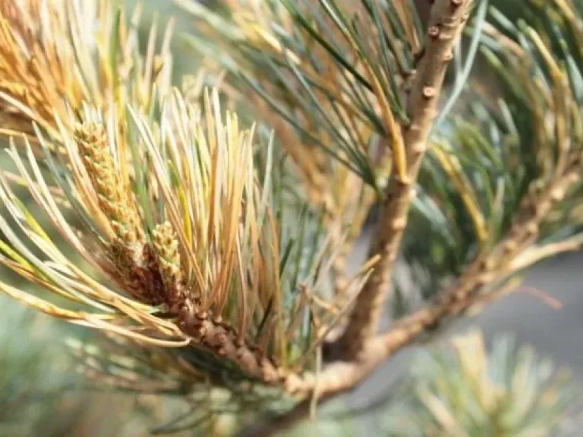 Phacidium blight