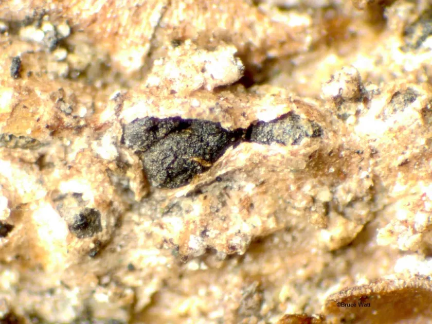 Horsetail diplodia blight