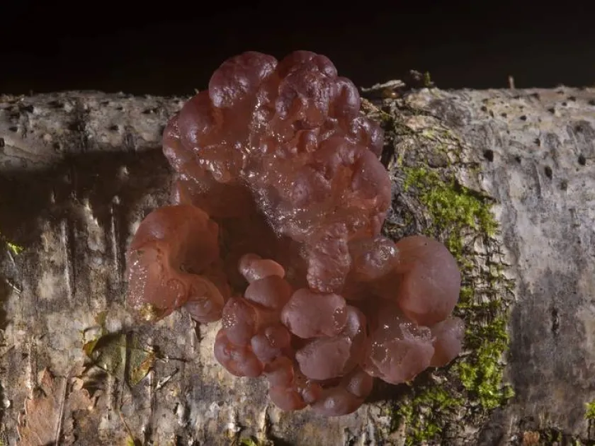 Ascotremella faginea