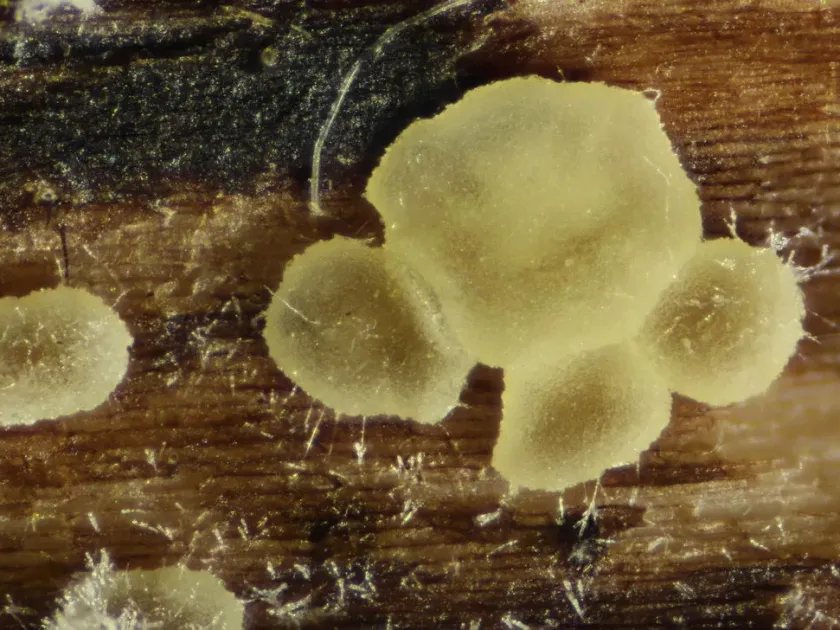 Calycellina ochracea