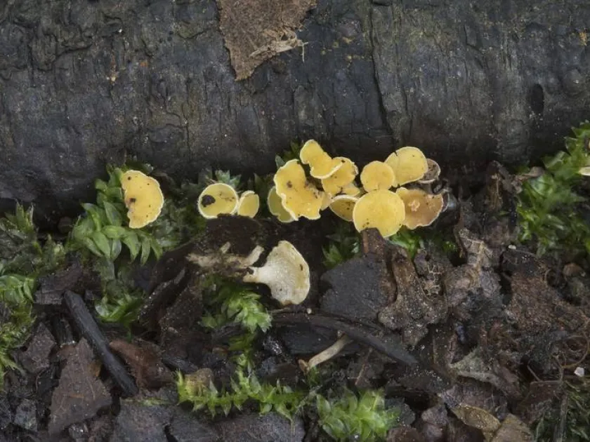 Lachnum pygmaeum