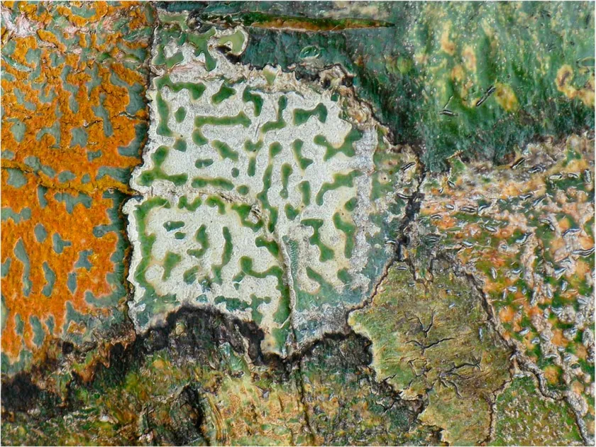 Trypetheliaceae lichens