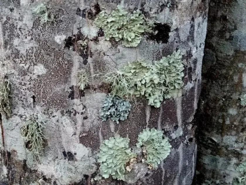 Trypethelium
