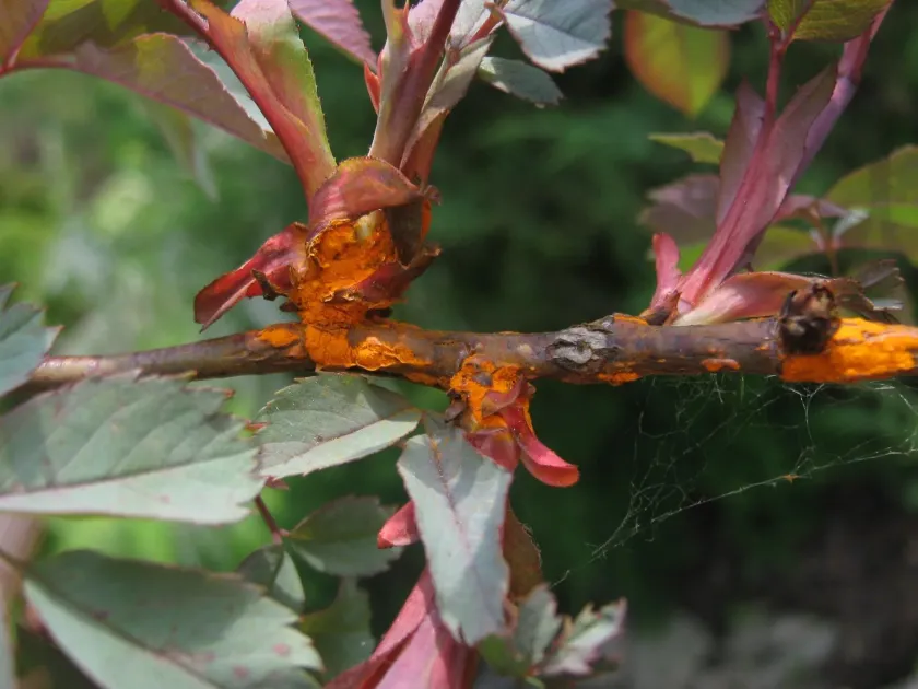 Pucciniosiraceae rusts