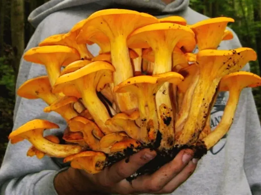 Omphalotaceae