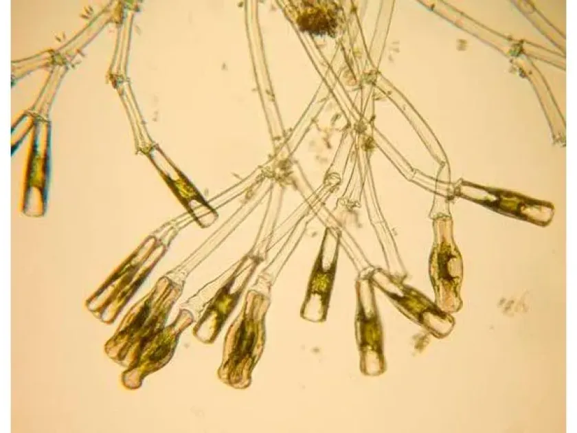 Didymosphenia
