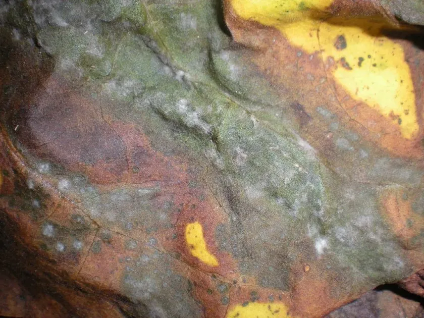 Eurotium herbariorum