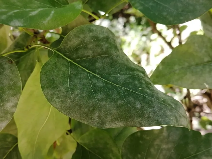 Powdery mildew of lilac