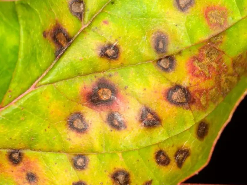Septoria leaf spot of foxglove