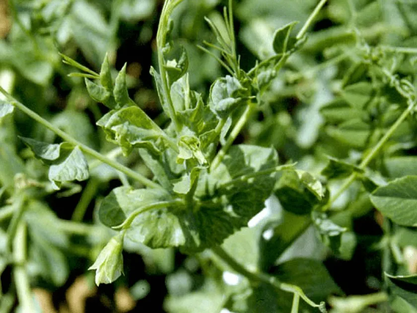 Pea mosaic virus