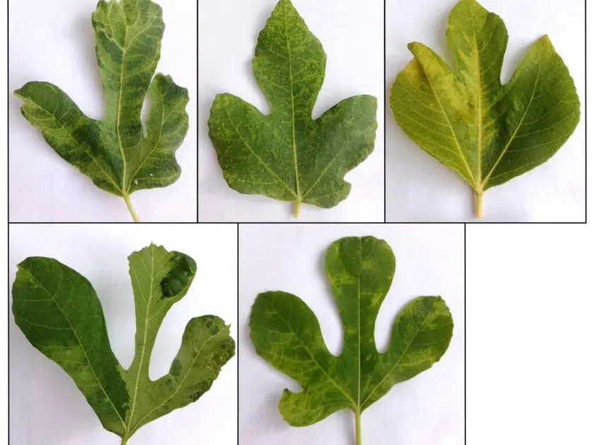 Иларвирус фигового хлороза