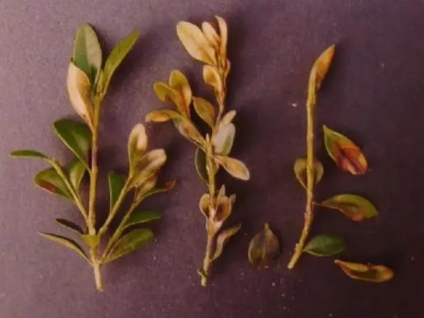 Volutella blight of boxwood