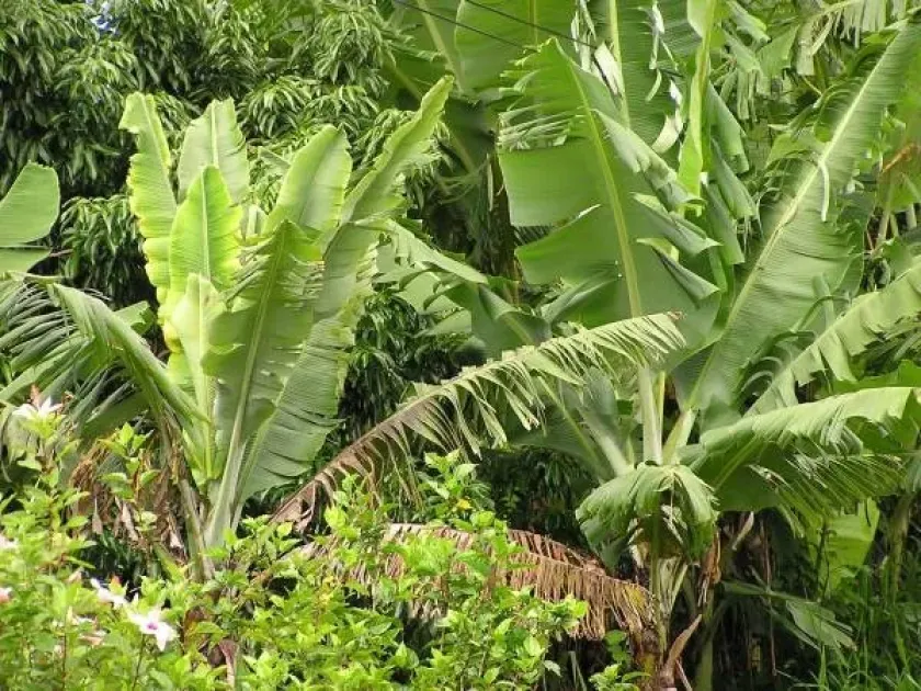 Abaca bunchy top virus