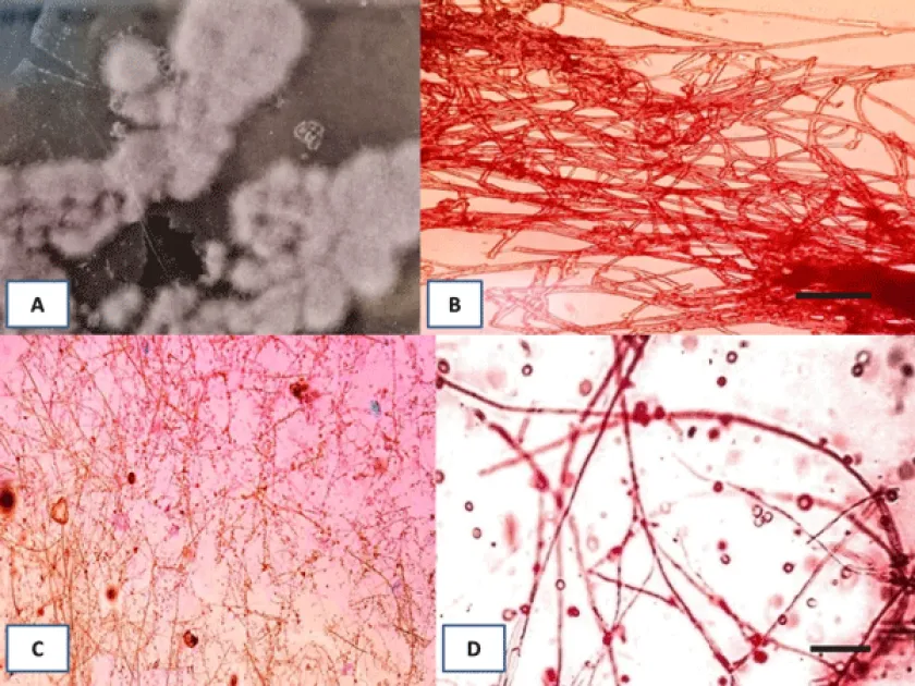 Purpureocillium