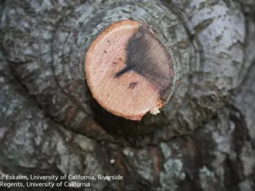 Oak diplodia