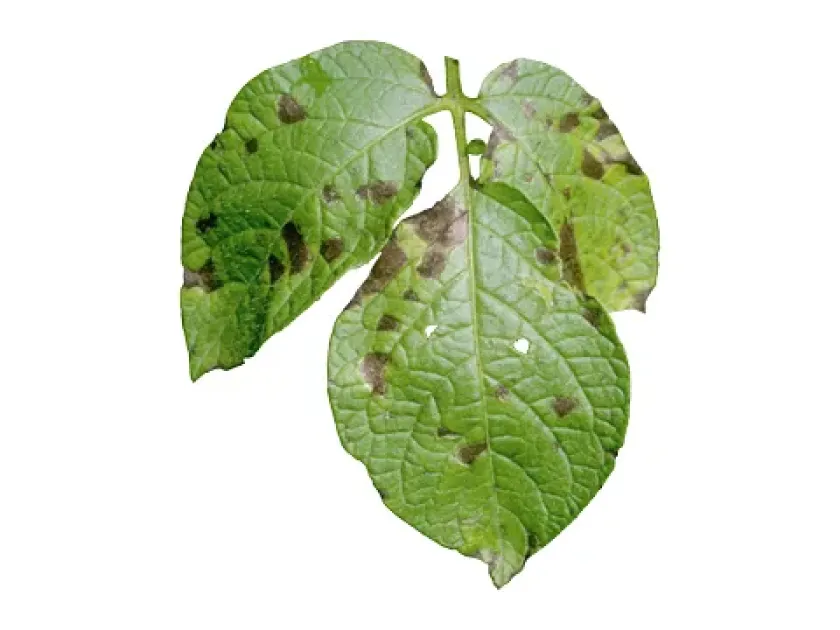 Early blight